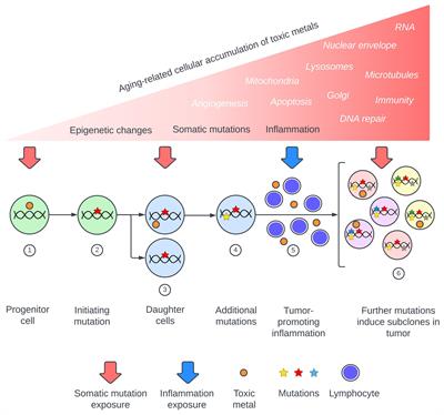 Elemental biomapping of human tissues suggests toxic metals such as mercury play a role in the pathogenesis of cancer